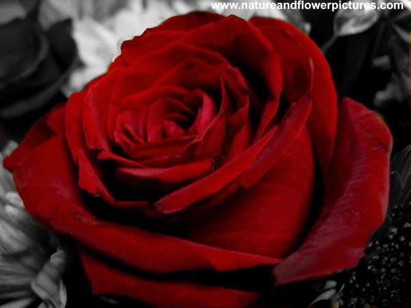 Rose Red Black And White Wallpaper