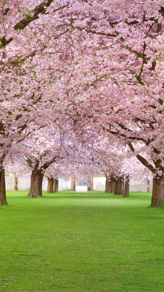 Wallpaper Trees 4k HD Blossom Park Pink Nature