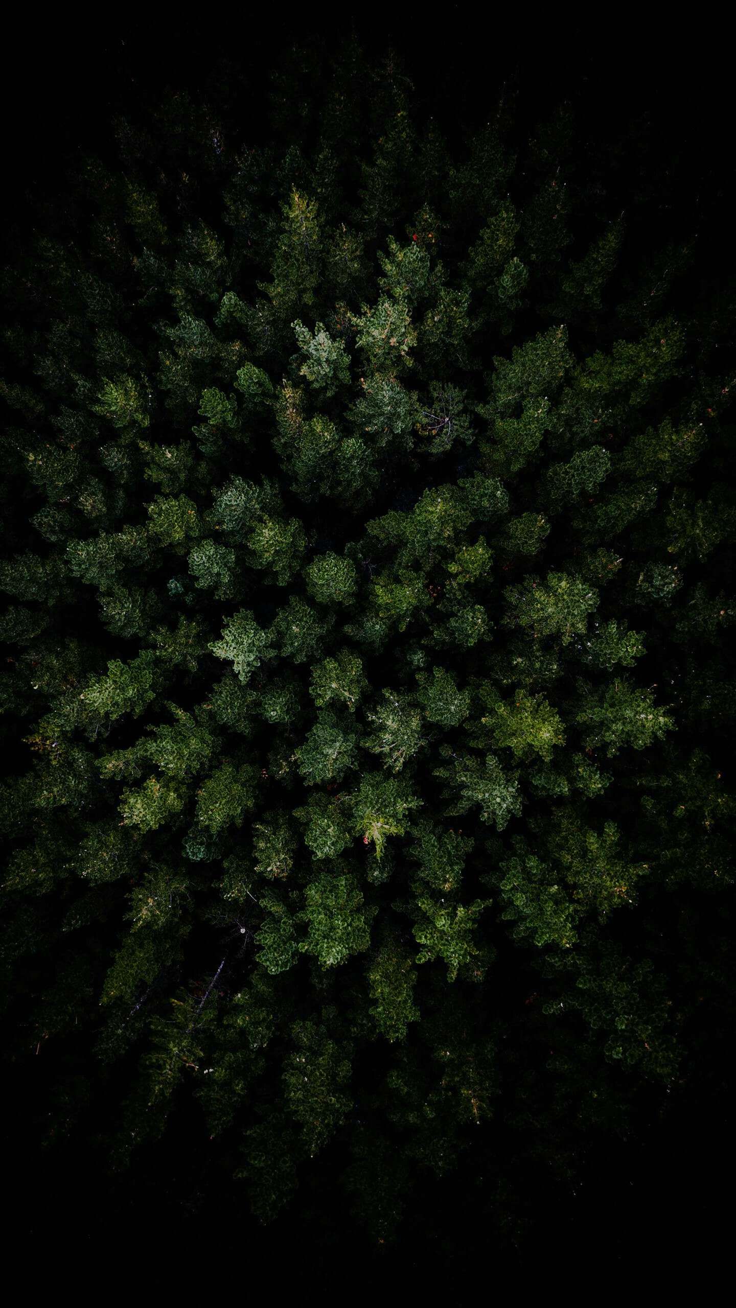 Dark Forest Aerial View iPhone Wallpaper Forest wallpaper iphone