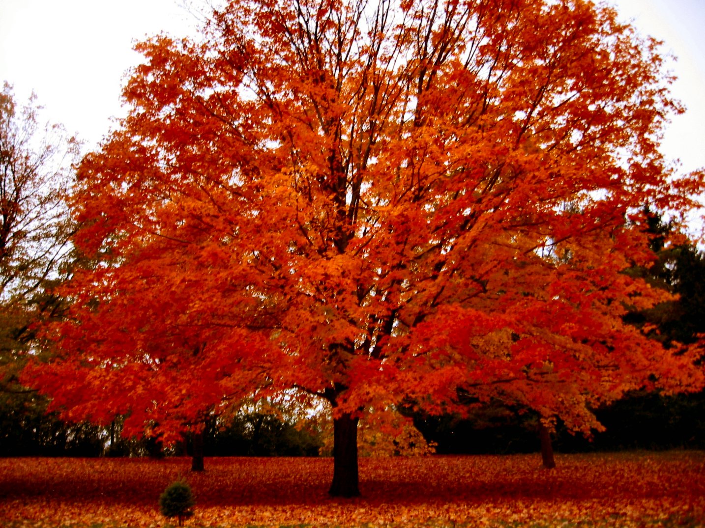 Fall Trees Photography Wiconsin Autumn Photo