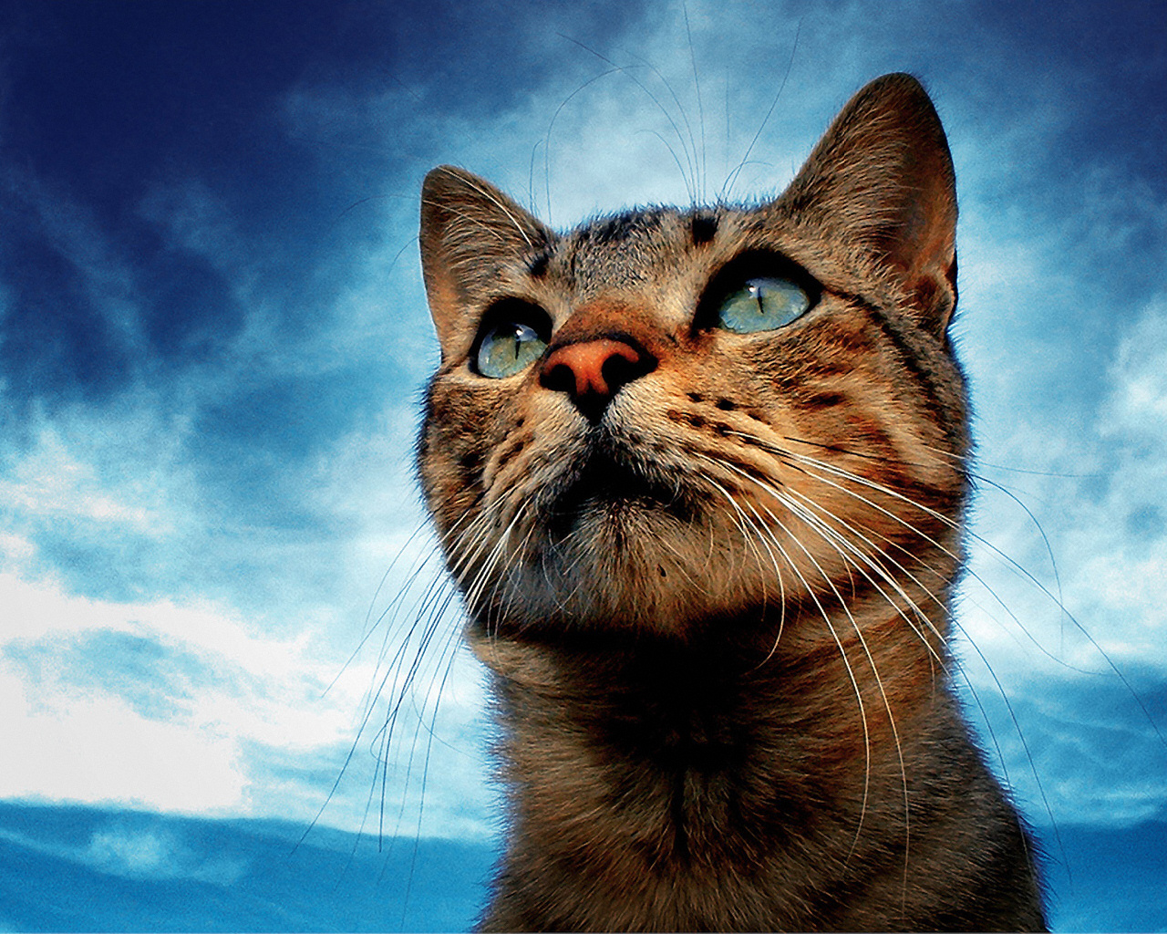 Portrait Of A Cat Desktop Pc And Mac Wallpaper