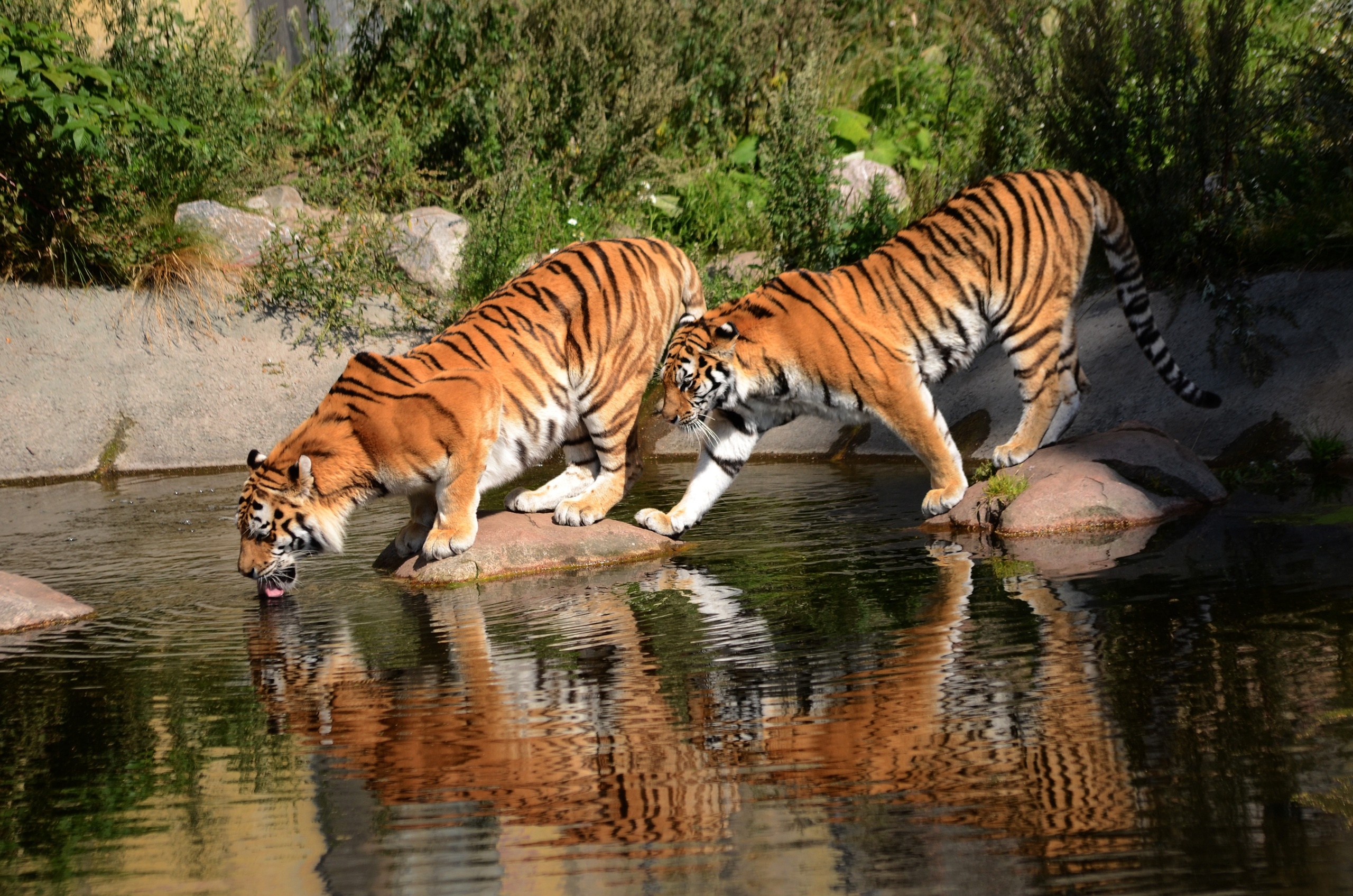 Tigers Siberian tiger wallpaper 2560x1695 119343