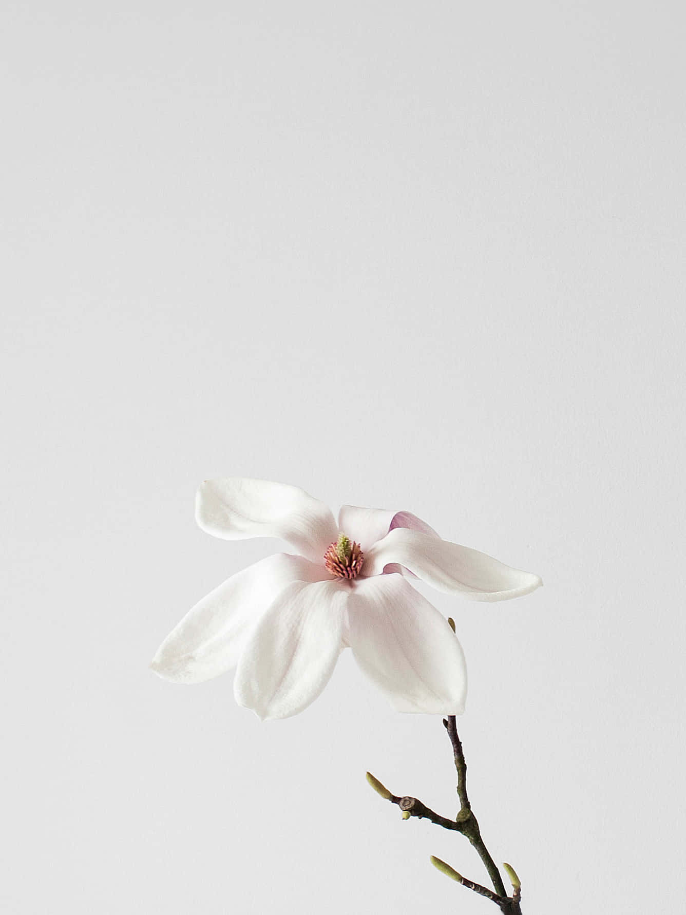 Elegant Aesthetic Wallpaper
