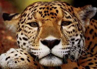 Animales En Peligro De Extinci N Jaguar