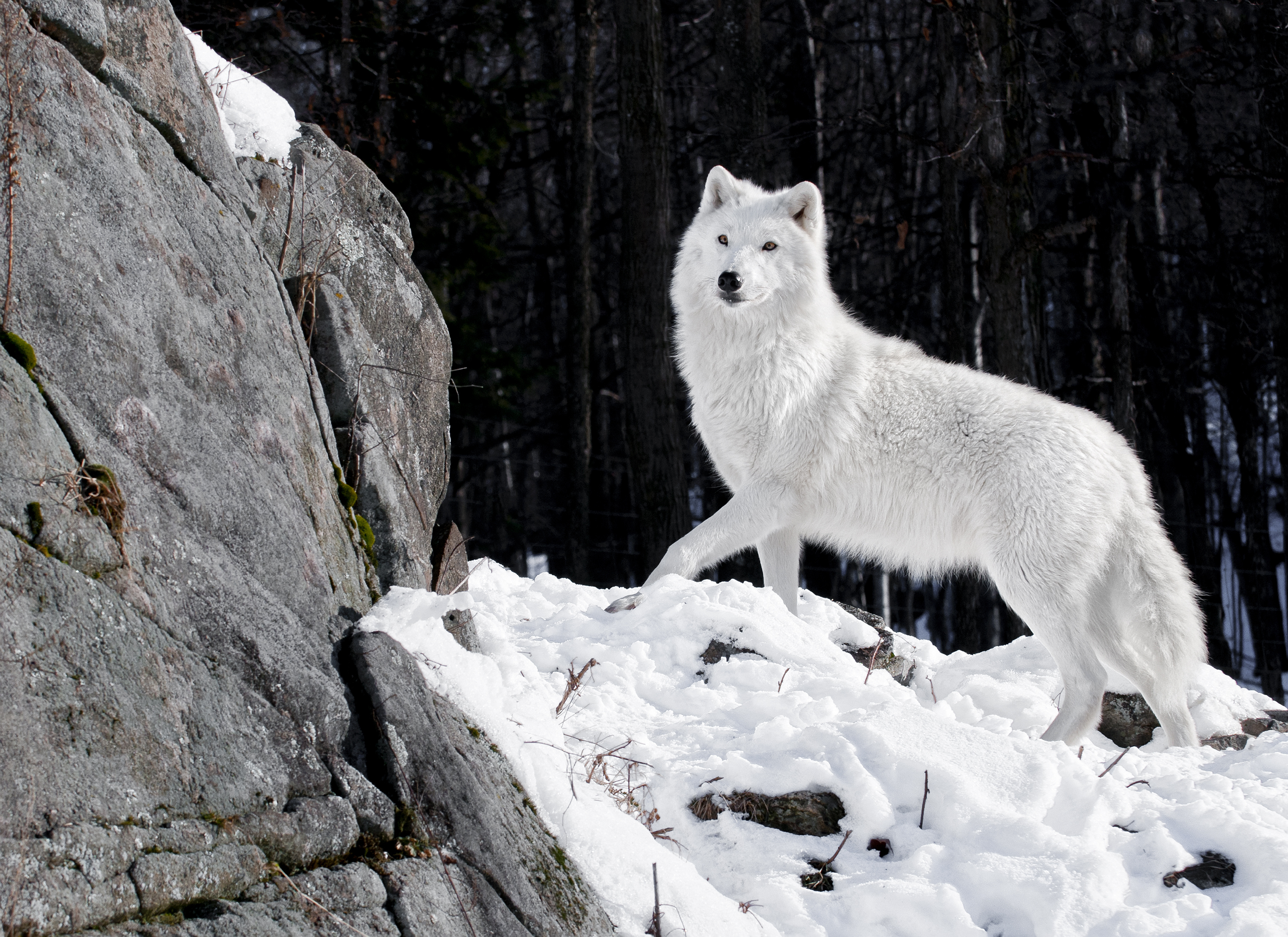 Wallpaper Wolf White Predator Winter Snow Wood Stones