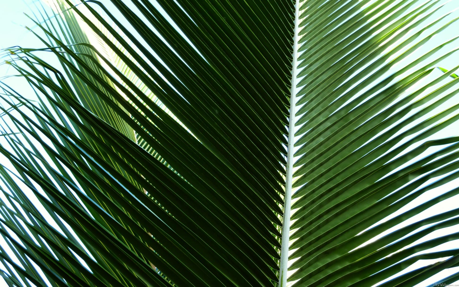 Mlewallpaper Overlapping Palm Fronds