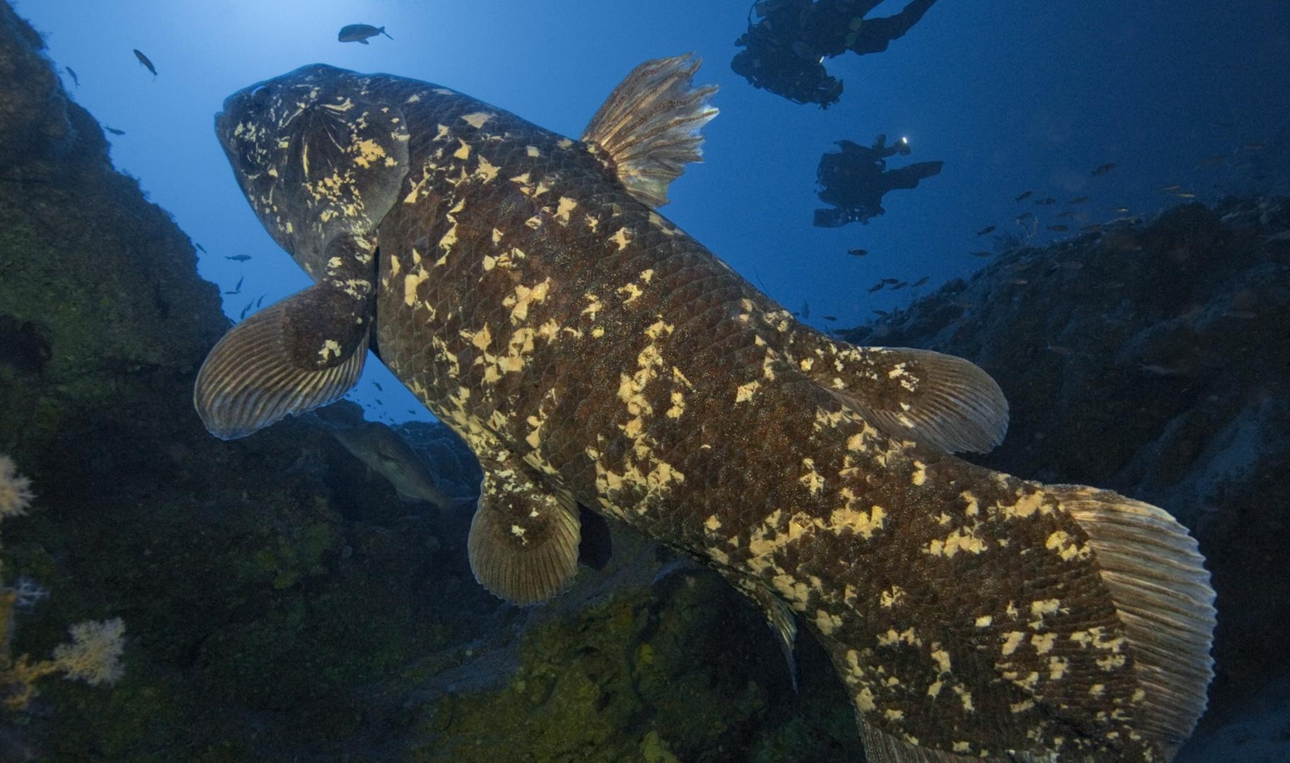 Coelacanth Image Image Gallery On Animal Picture Society