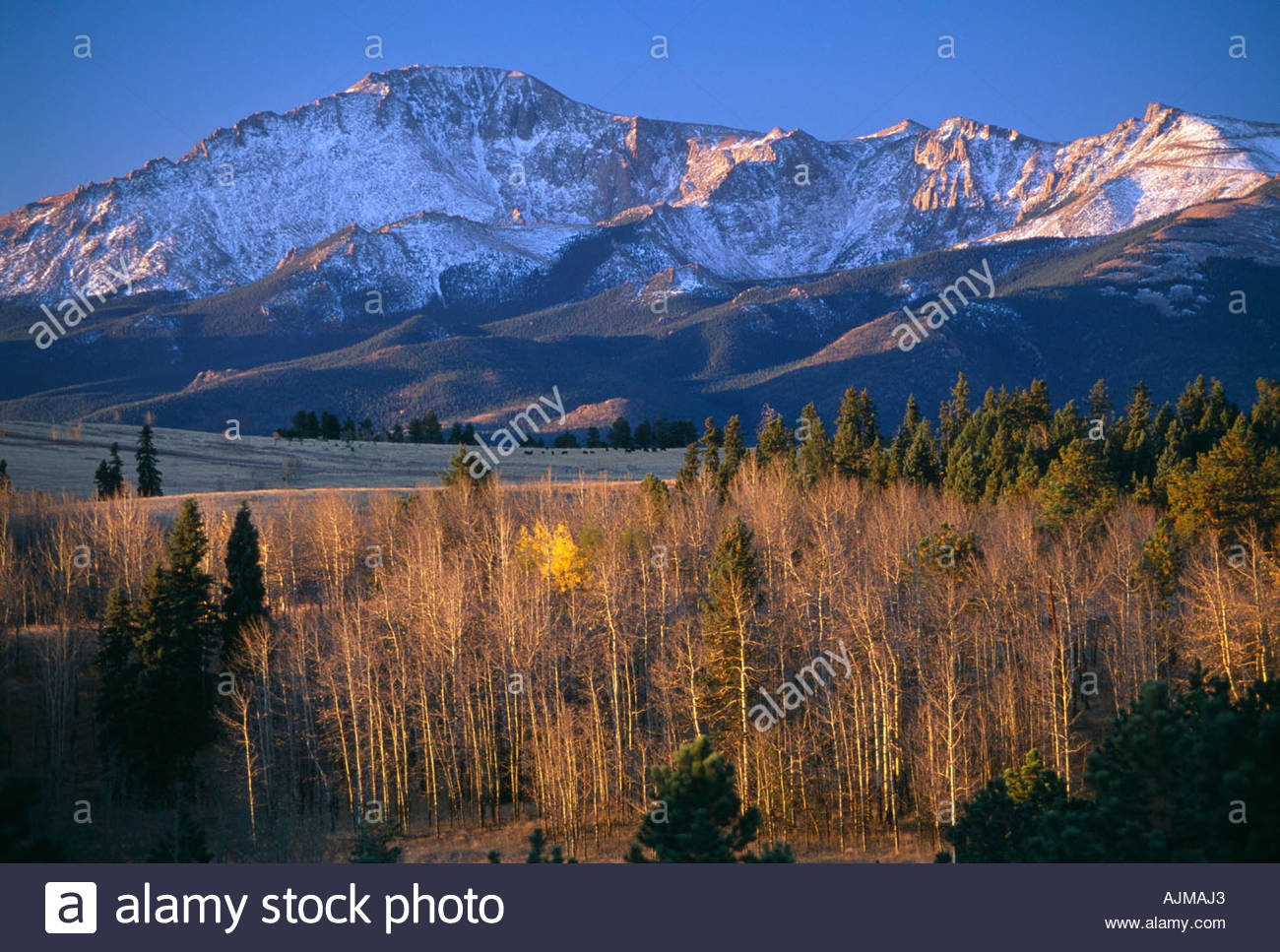 Morning Light Across Fall Aspen With Pikes Peak In Background Near