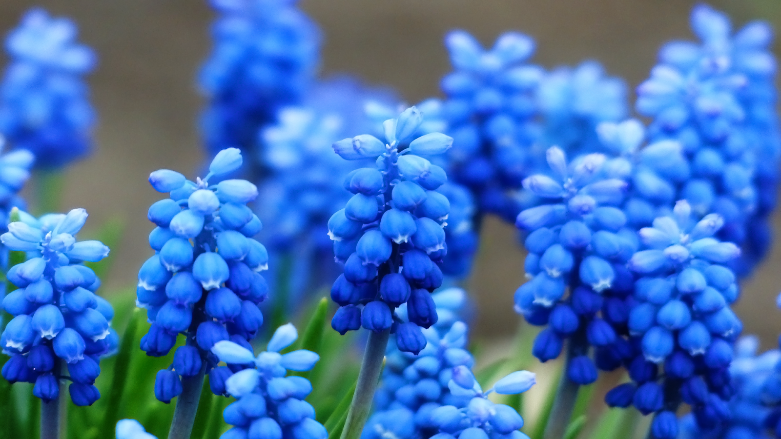 Blue Hyacinth Wallpaper The Brain Prion From Hell No Right To Be