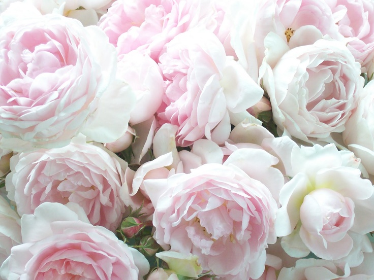 Beautiful Pale Pink Cabbage Roses