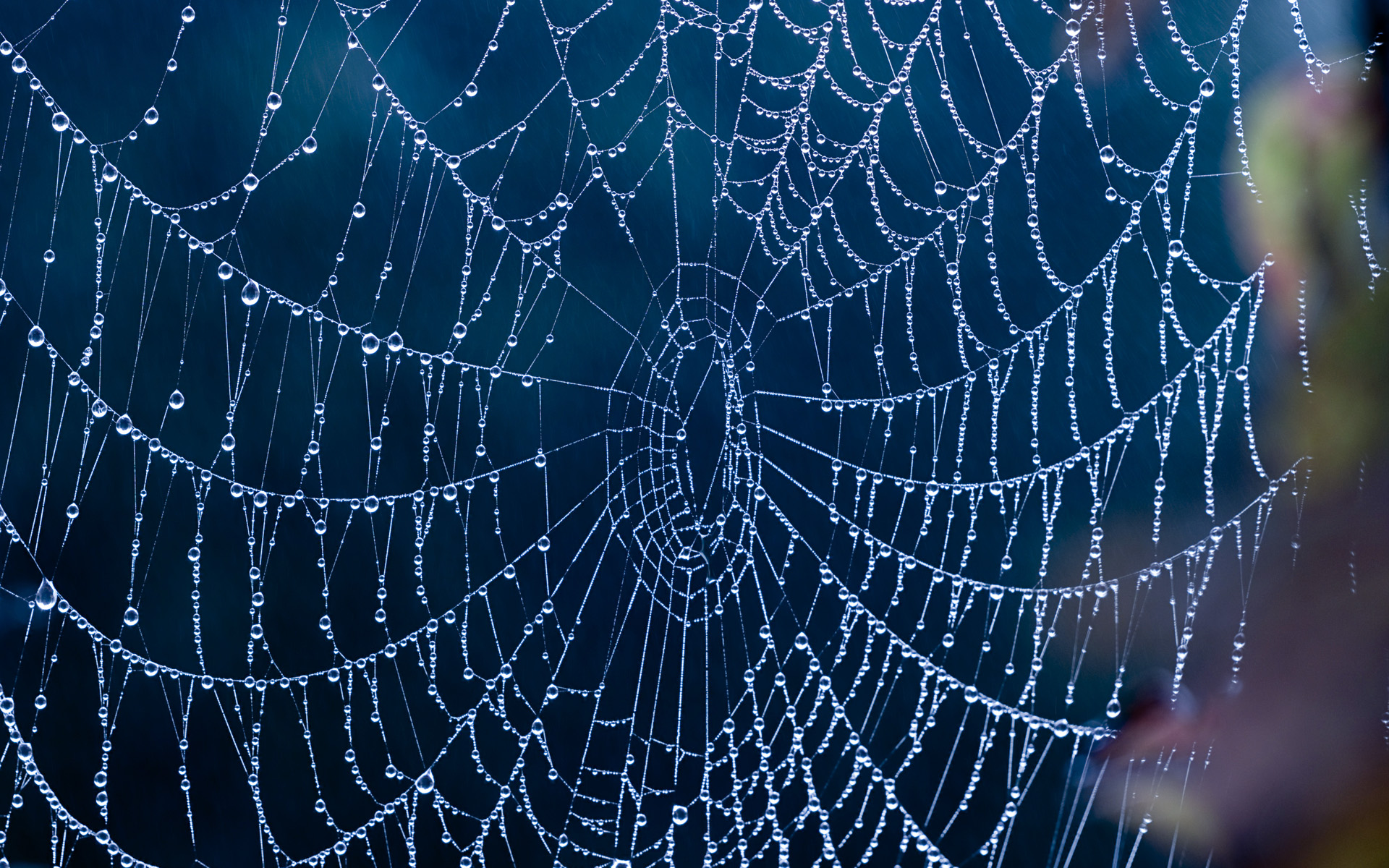 49 Spider Web Wallpaper For Walls On Wallpapersafari