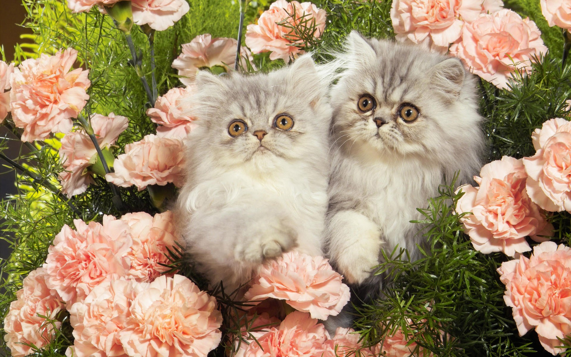 Cats Kittens Roses Baby Wallpaper HD