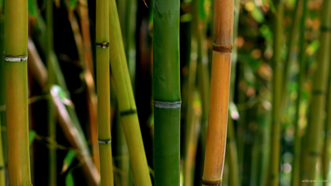 Bamboo HD Wallpaper