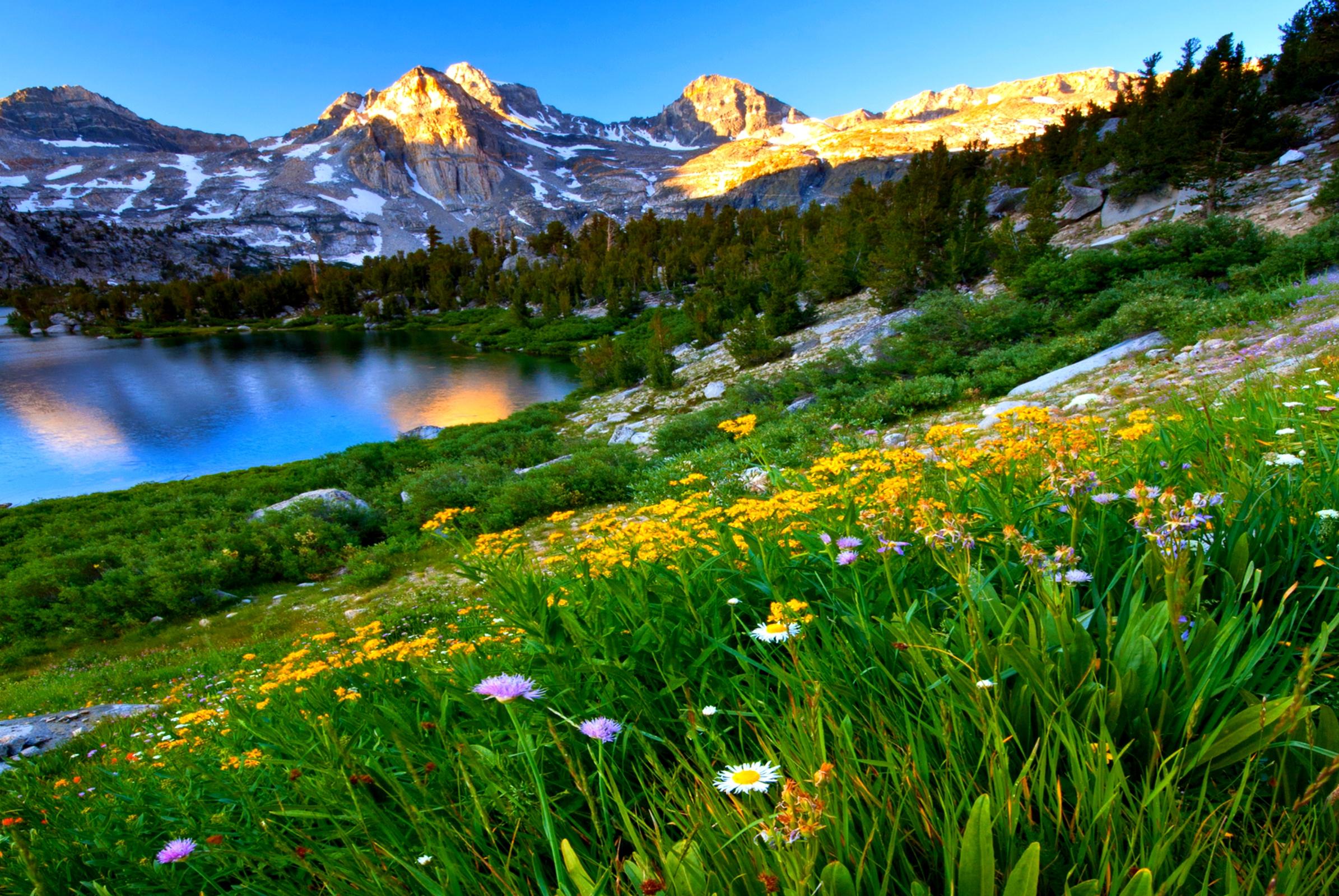 Daisies On Mountainside In Spring