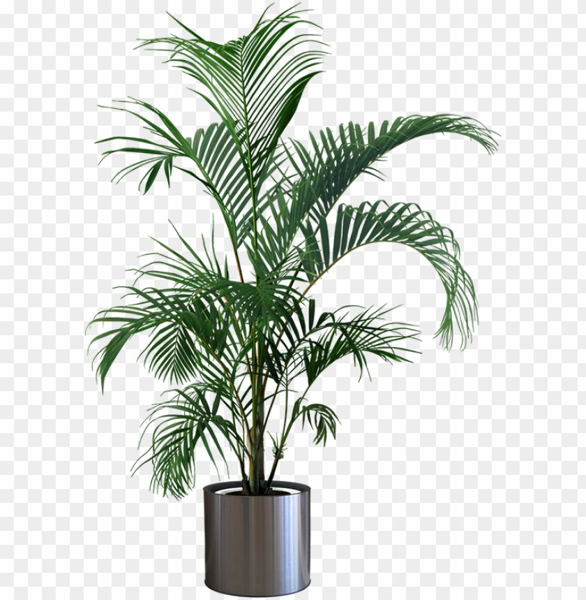 Indoor Plants Png Plant In Pot Image With Transparent