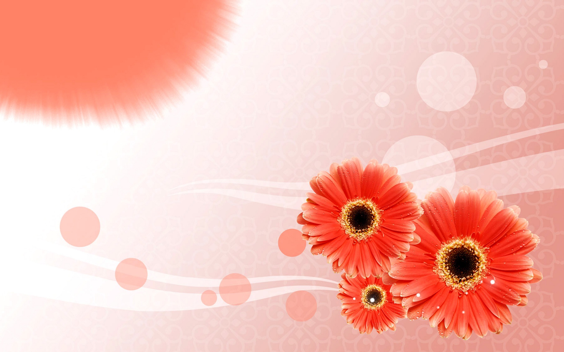 Pink Sunflowers Desktop Wallpaper HD Rocks