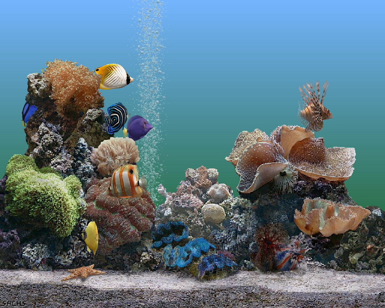Marine Aquarium Wallpaper HD Background Image Pictures