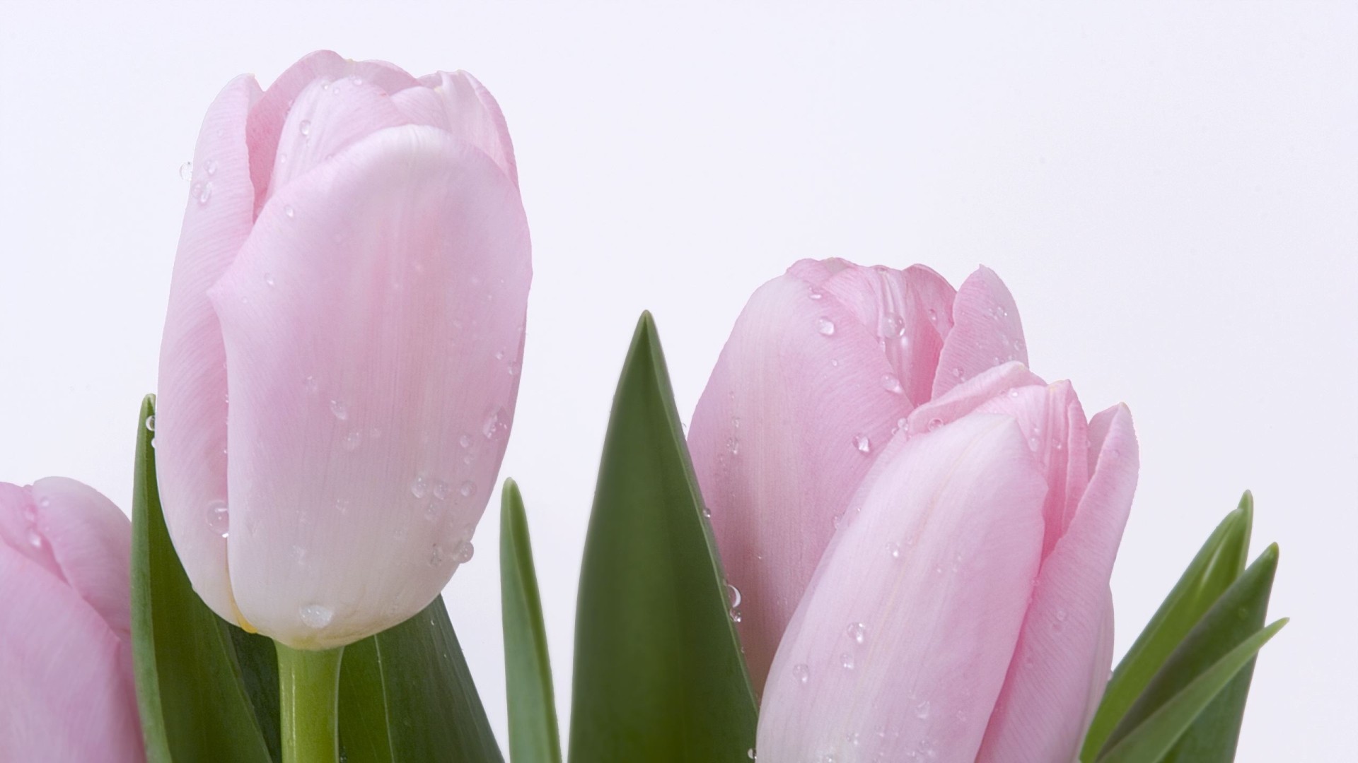 Pink Tulips Widescreen Wallpaper