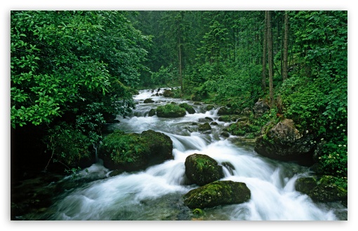Peaceful Forest HD wallpaper for Standard Fullscreen UXGA XGA