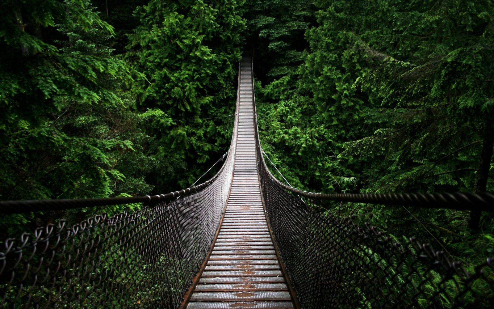 Suspension Bridge In The Jungle On Desktop Wallpaper