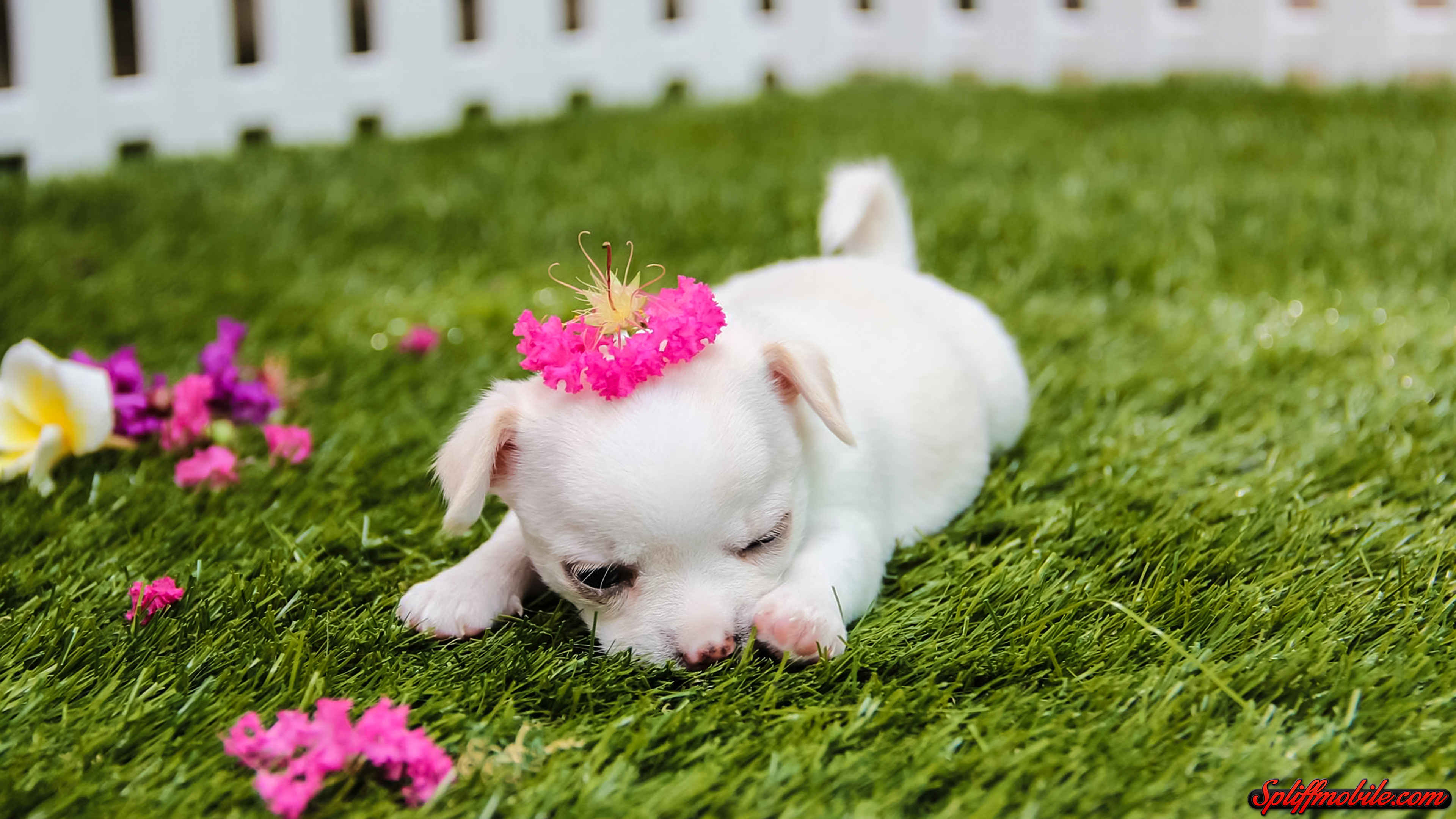 An adorable white chihuahua puppy rests on a patch of vibrant green grass, adorned with a delicate pink flower crown.  Scattered around the puppy are more pink and purple flowers, adding to the charming scene