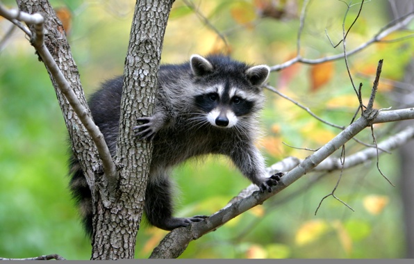 Wallpaper Raccoon Tree Nature Animals