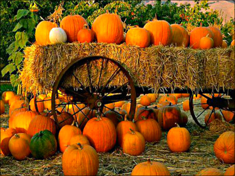beautiful fall scenery with pumpkins and apples