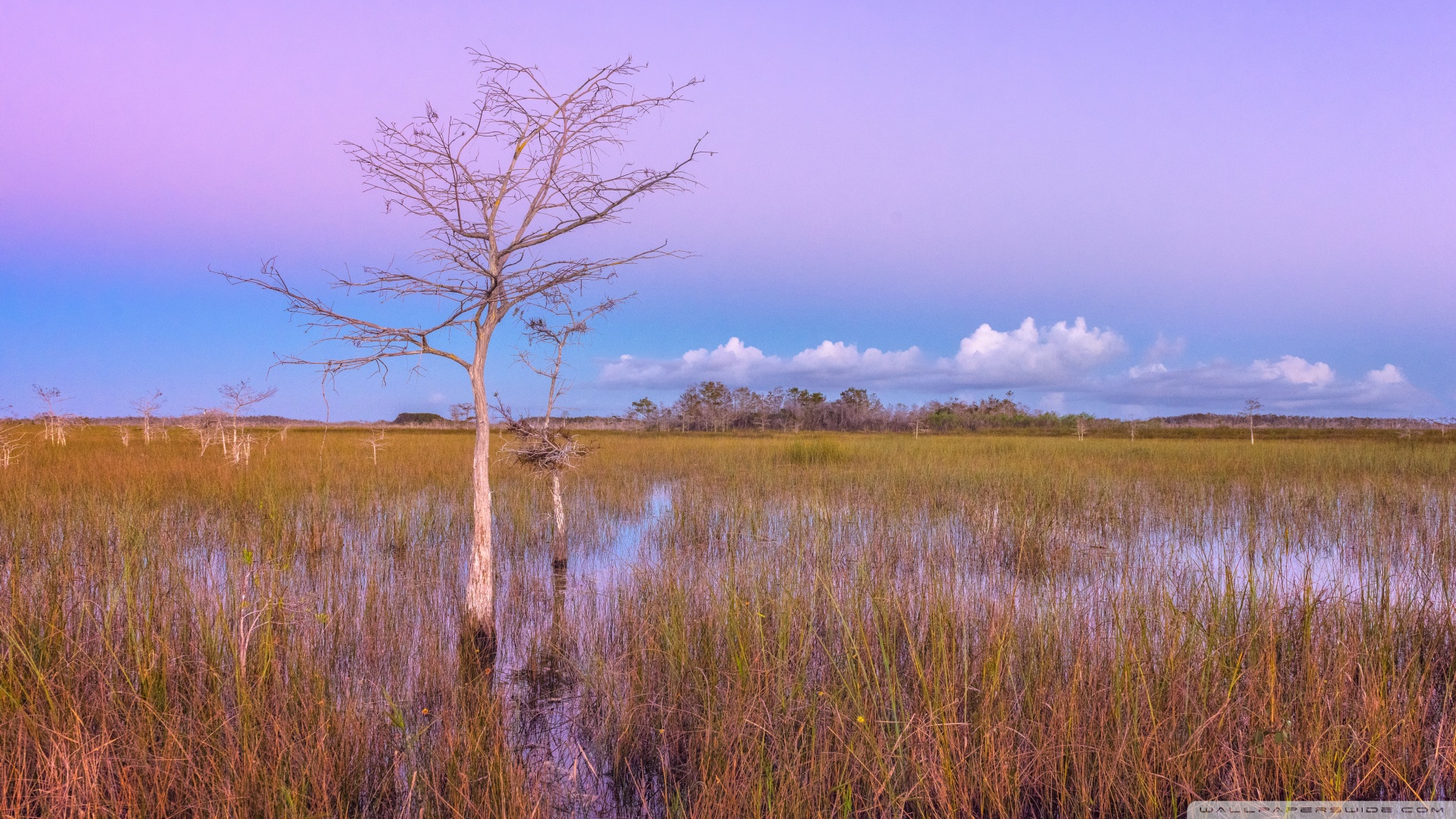 Pink Sunset Wetlands Everglades National Park 4k HD Desktop