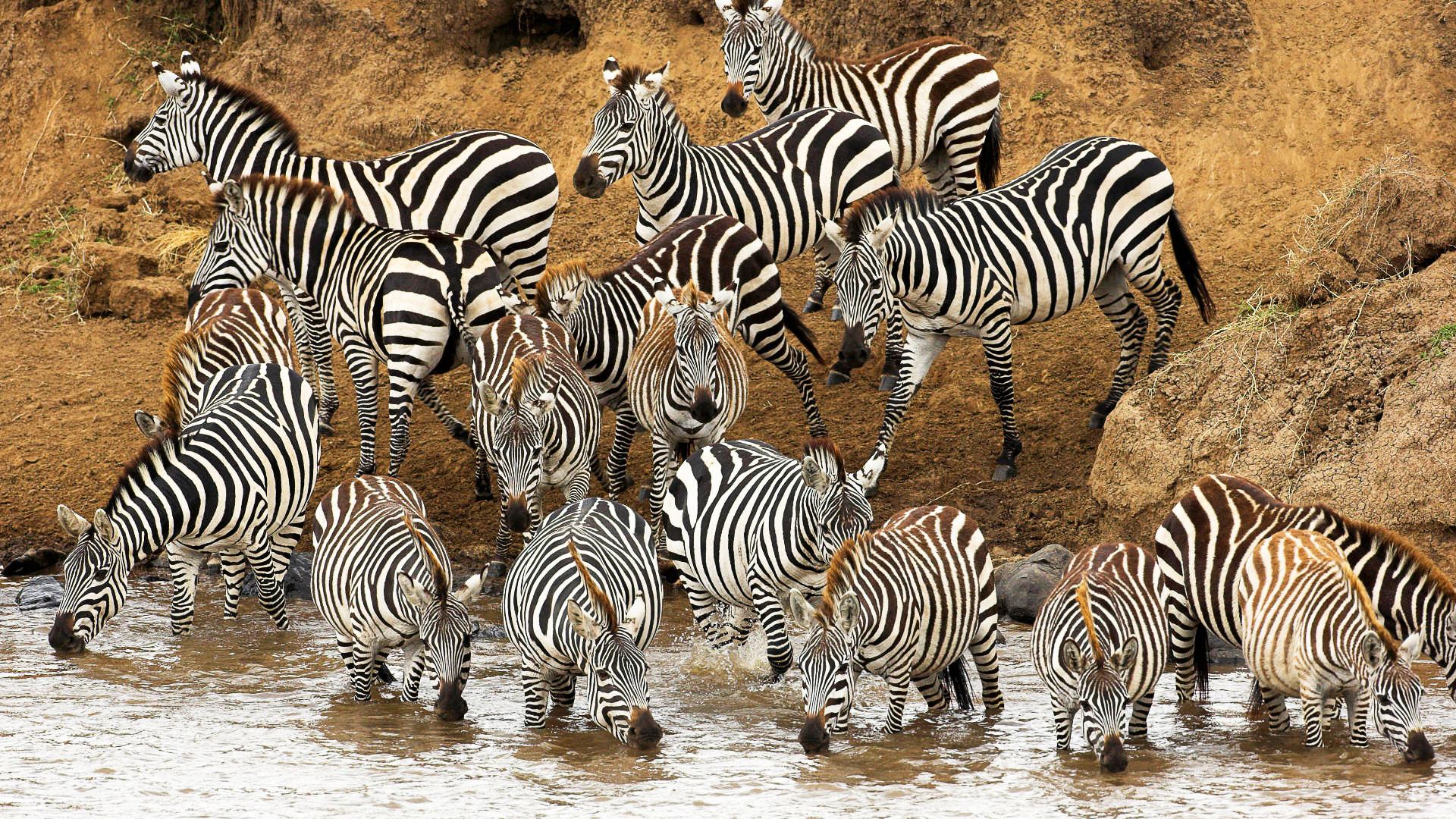 Zebra Herd Wallpaper