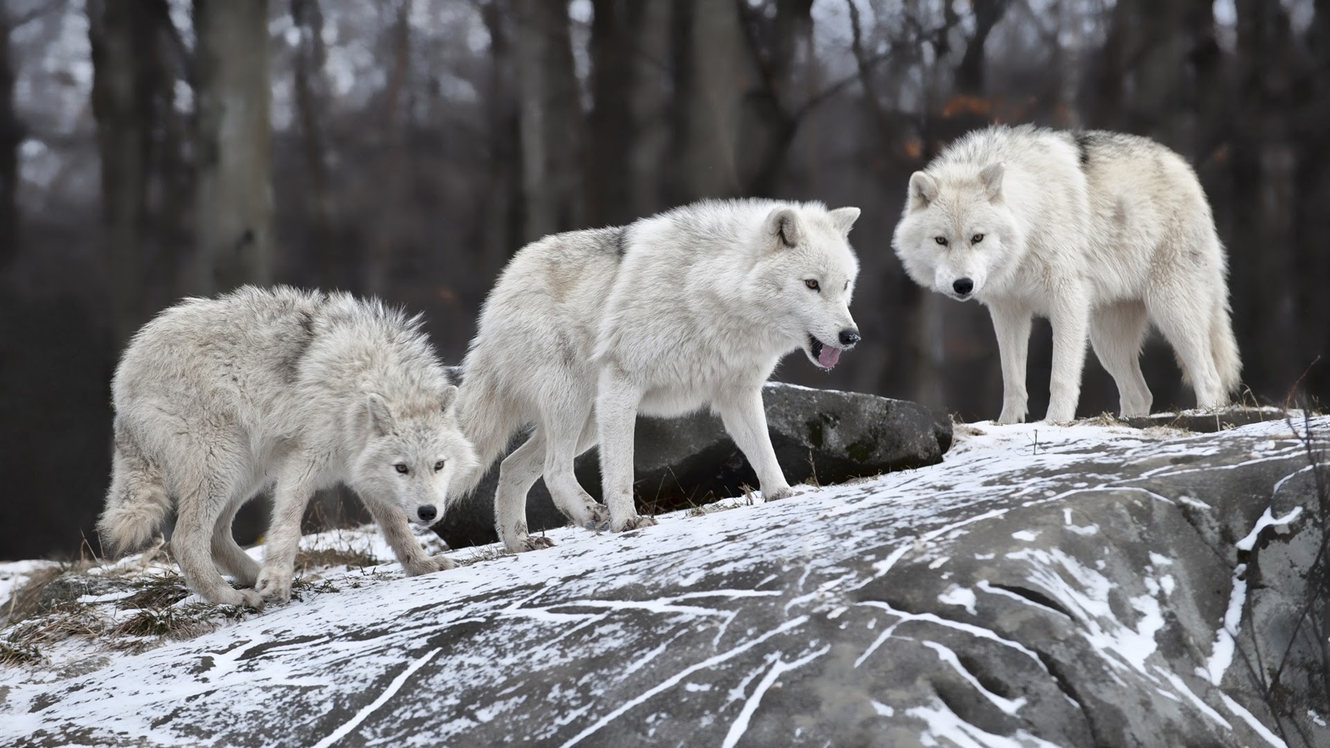 Wolves Pack HD Wallpaper