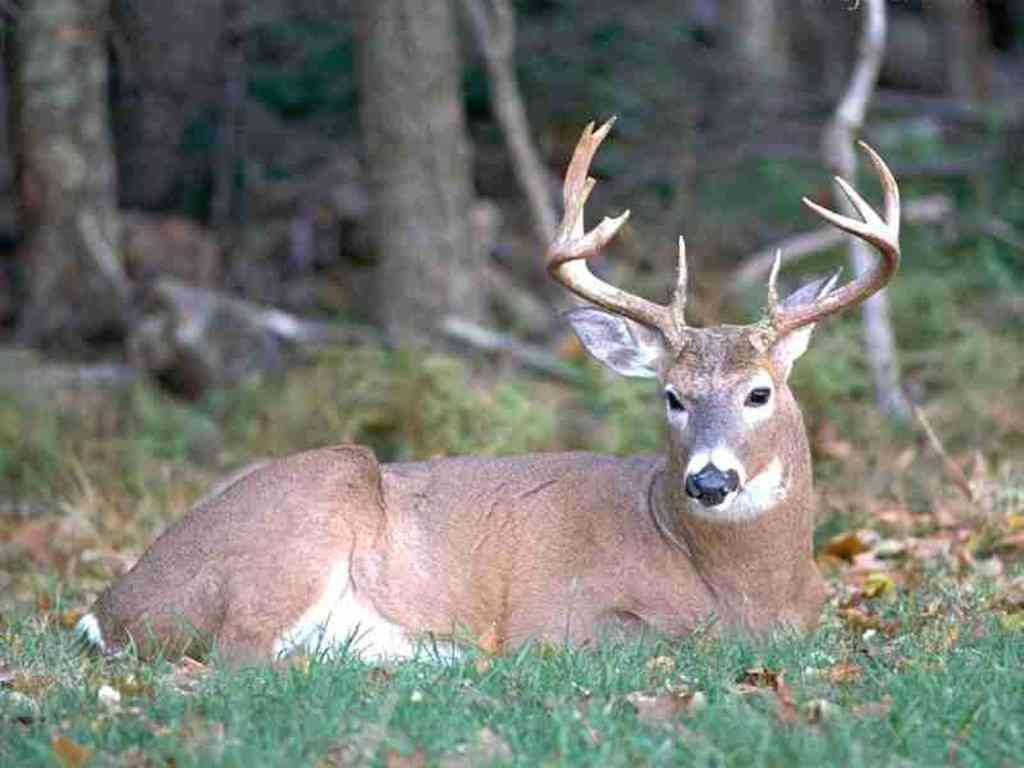 Whitetail Deer Wallpaper