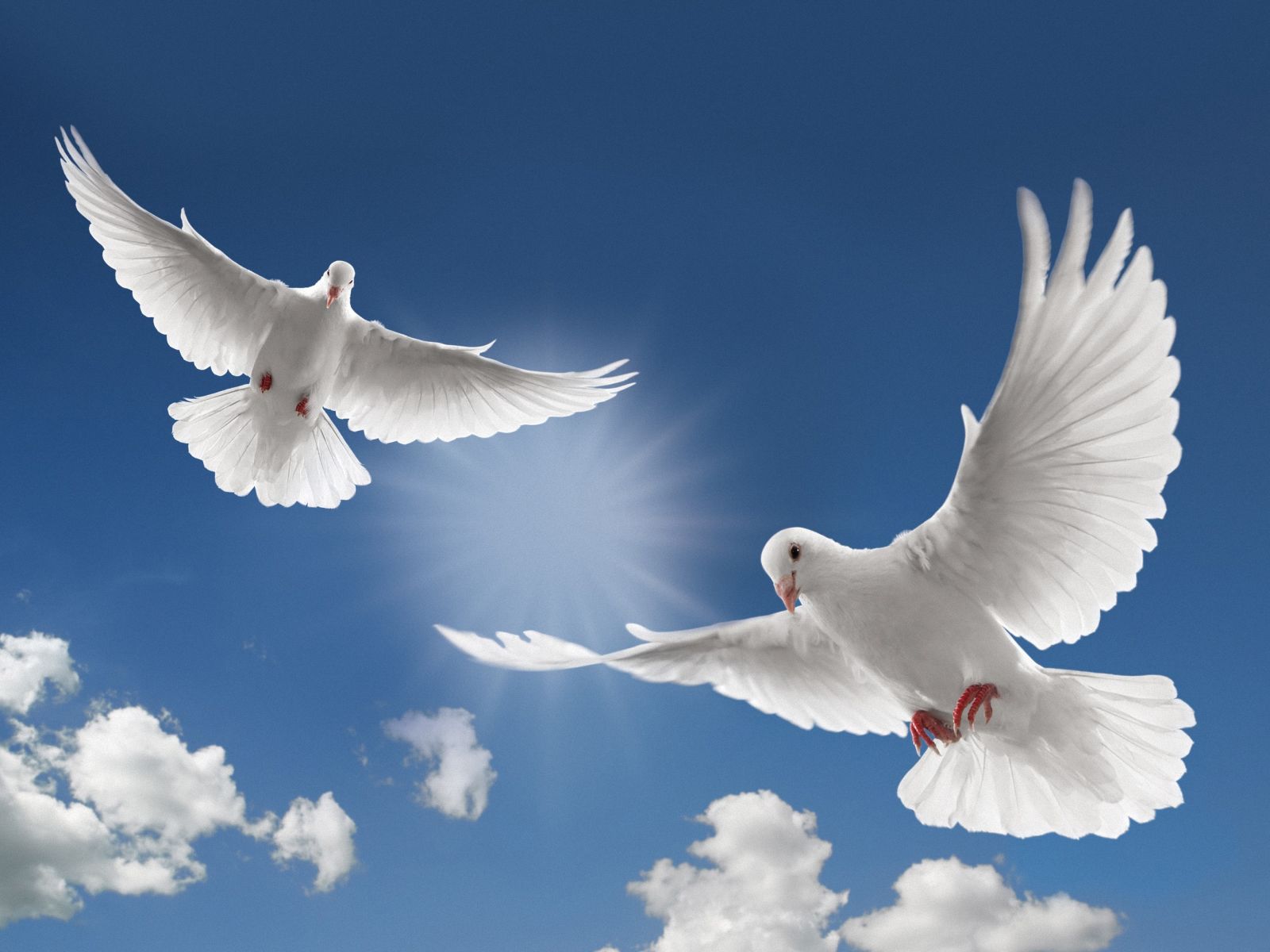 Two White Dove Flying Wallpaper