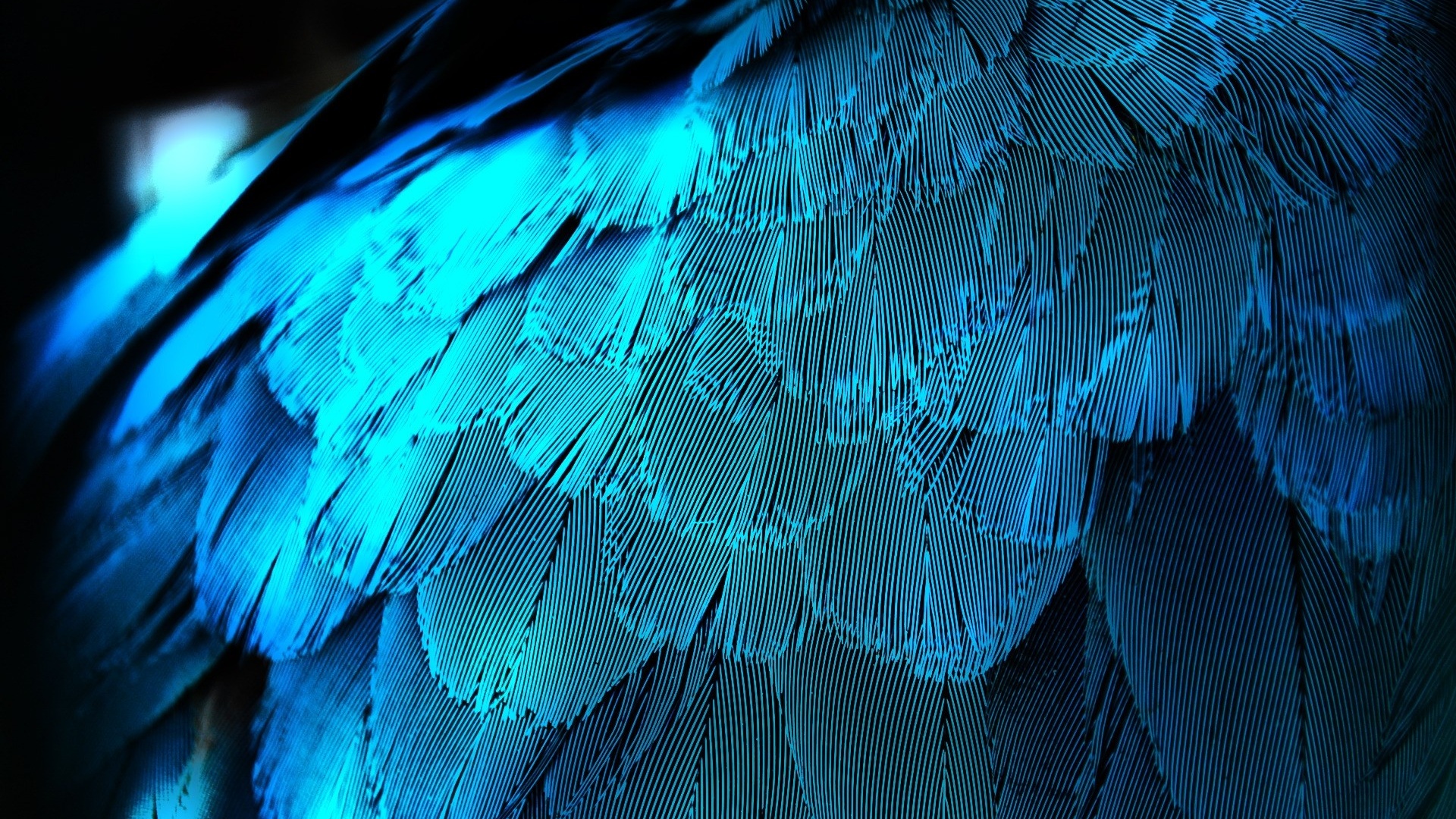 1920x1080 Electric Blue Feathers desktop PC and Mac wallpaper