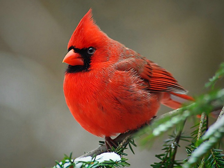 Cardinals Remind Me Of My Mom