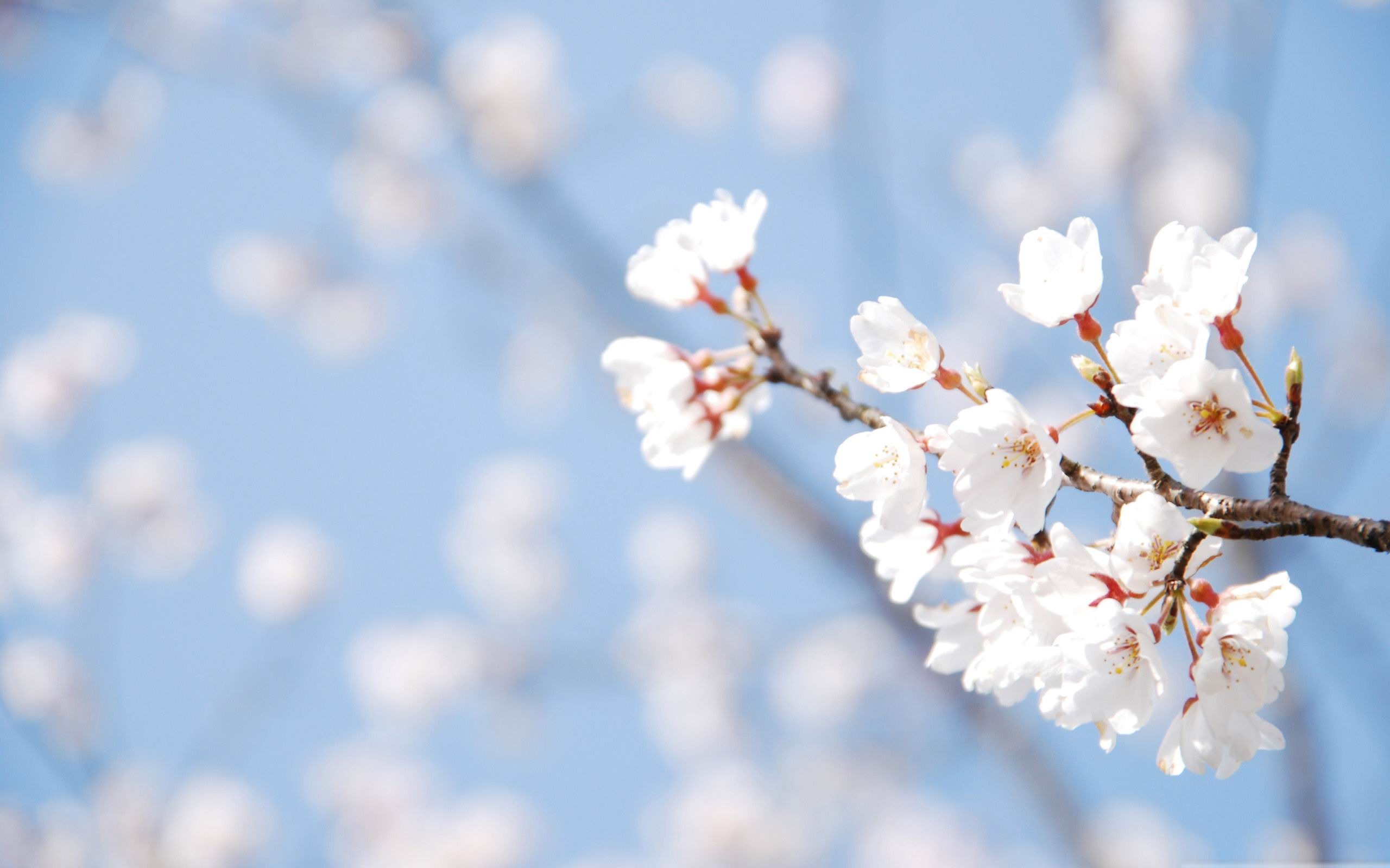 See Our Pretty Collection Of Spring Wallpaper And HD Pictures