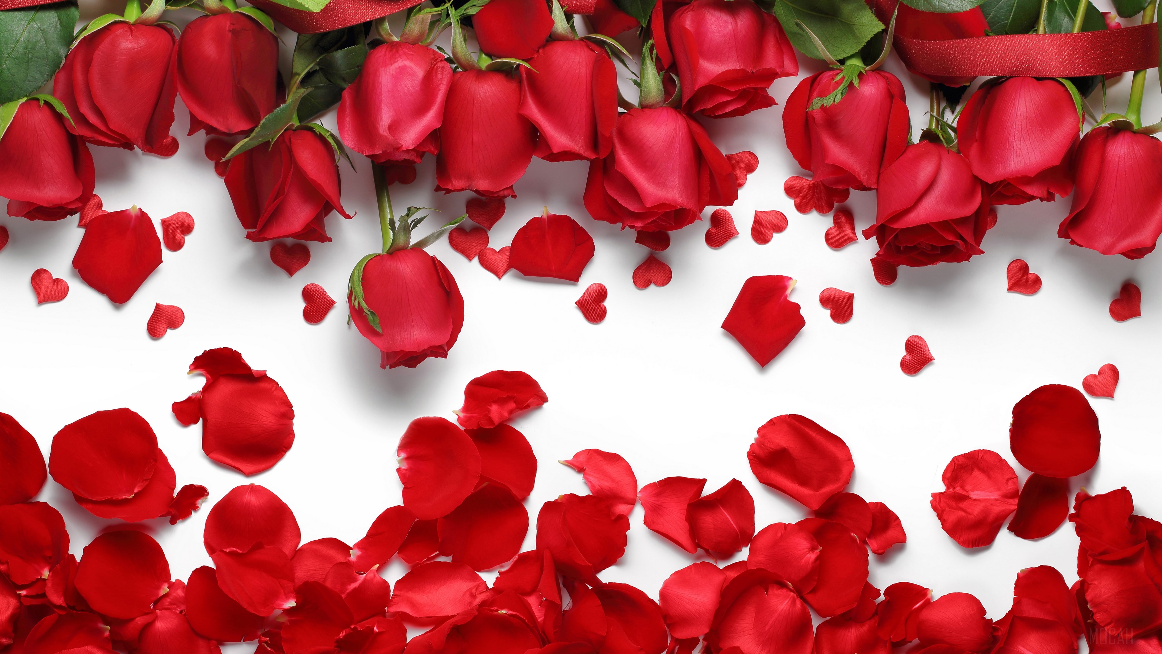 Close-up of vibrant red roses and scattered petals on a white background, creating a romantic and visually appealing image perfect for Valentine's Day or other romantic occasions