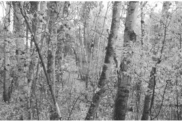 Birch Trees is a unique collection of 10 black and white shots under