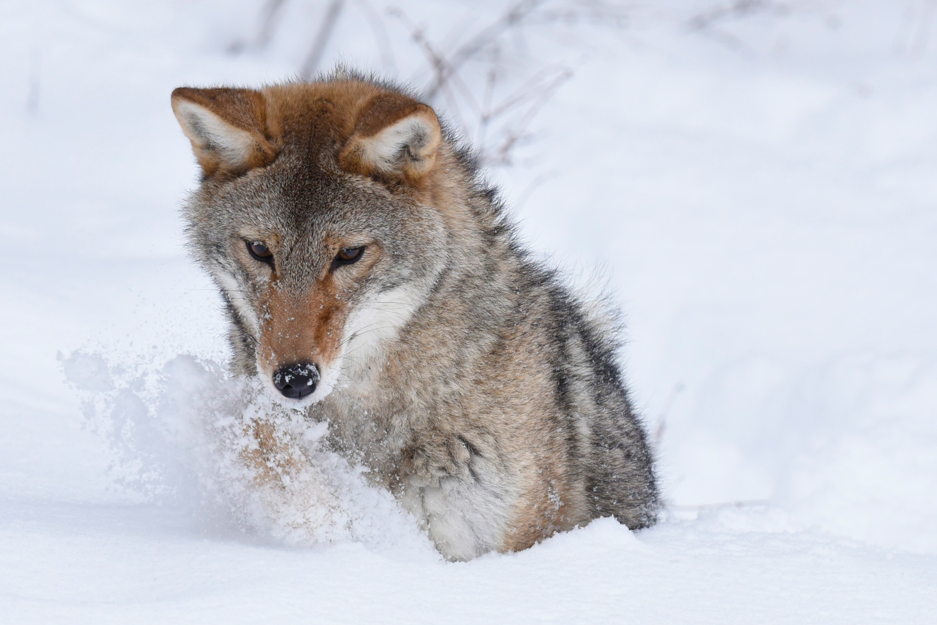 Coyote HD Wallpaper