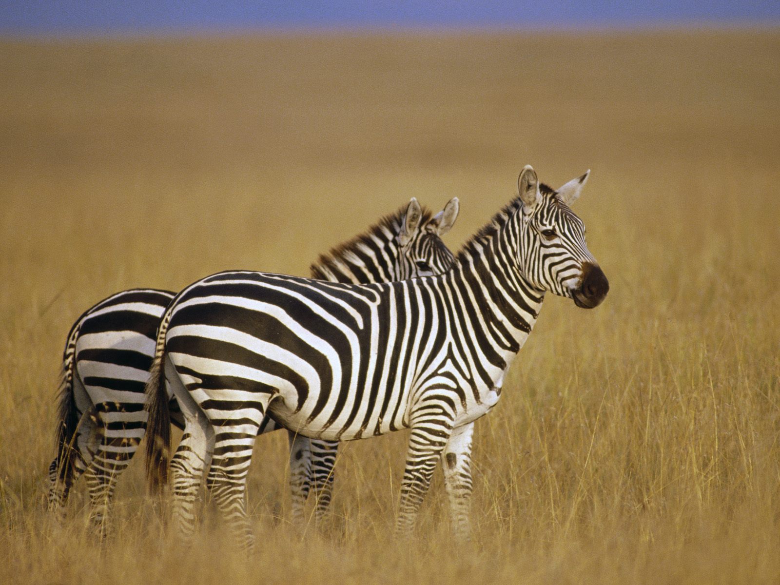 Great African Animal Wallpaper Pictures