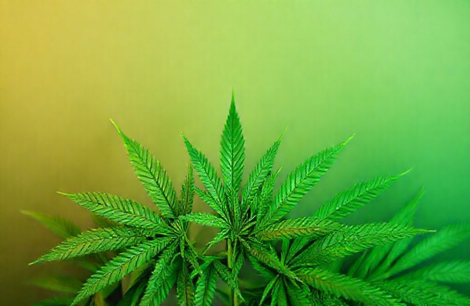 HD Weed Wallpaper 1080p