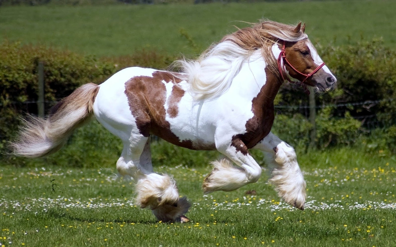 HD Horse Wallpaper With A Fast Running White Brown Horses