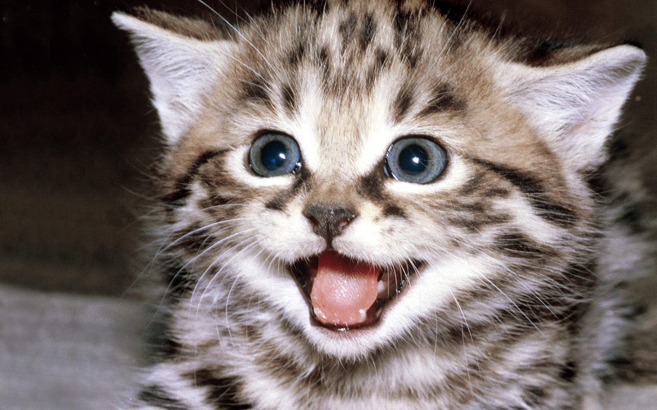 Cute Kitten Wallpaper   Kittens Wallpaper 16094681