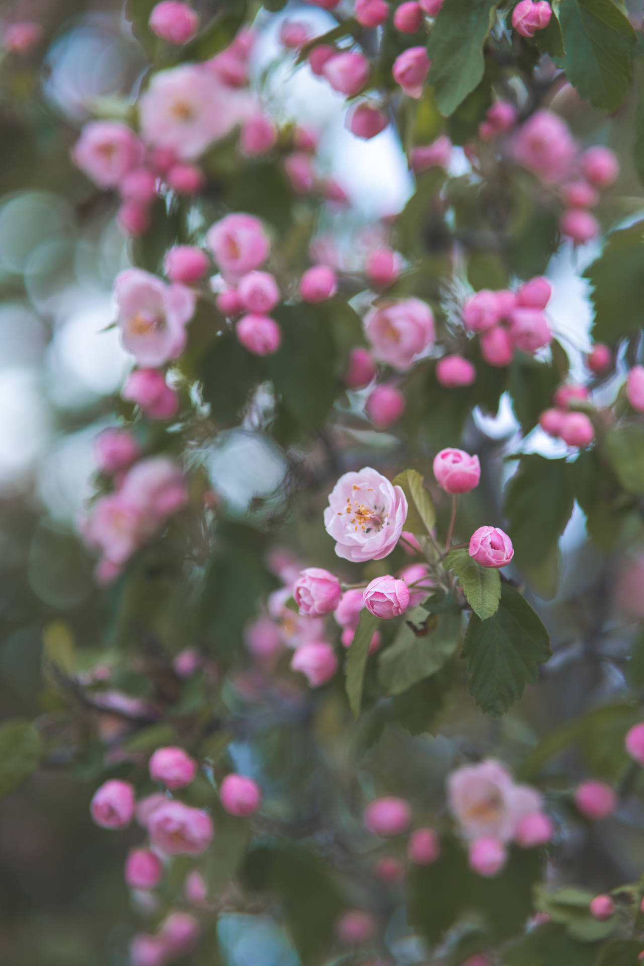 Top Floral iPhone Wallpaper Full HD 4k To Use