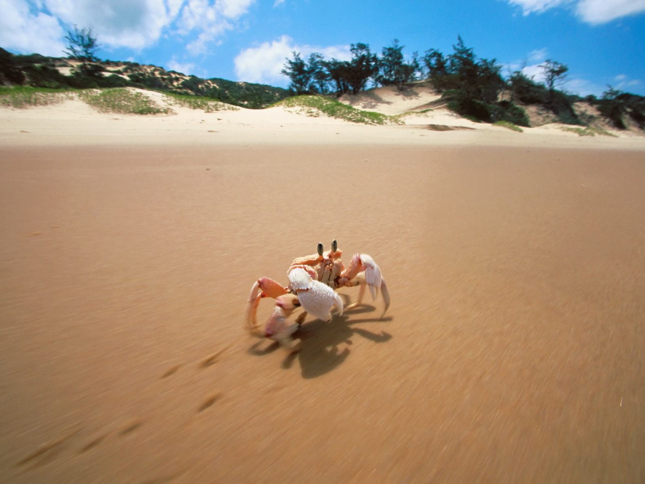 Crab Bazaruto Island Mozambique Wallpaper HD