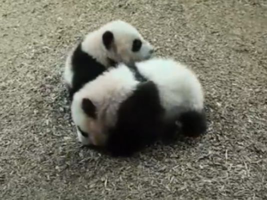Top Panda Twins Calico Image For