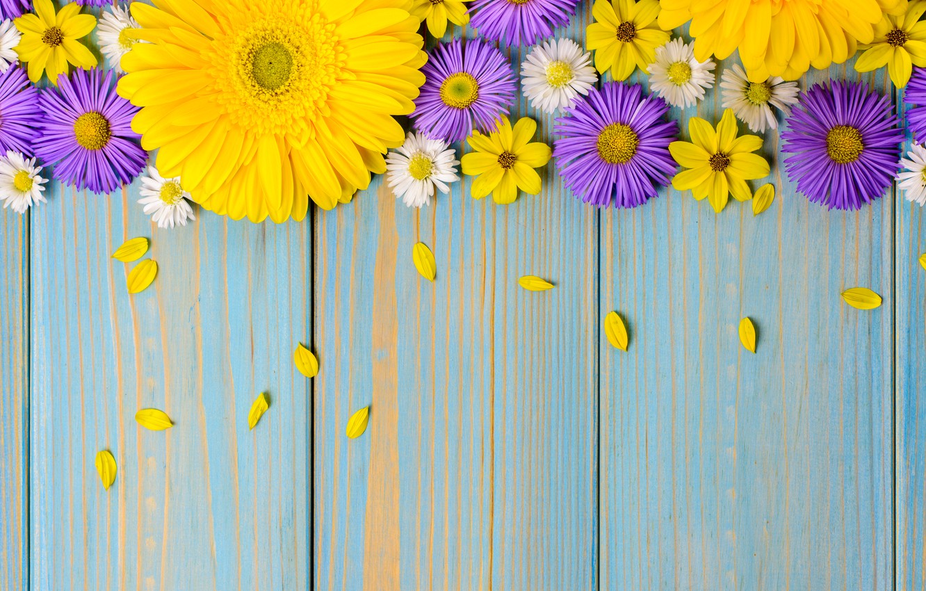 Wallpaper Flowers Background Blue Chamomile Yellow Gerbera