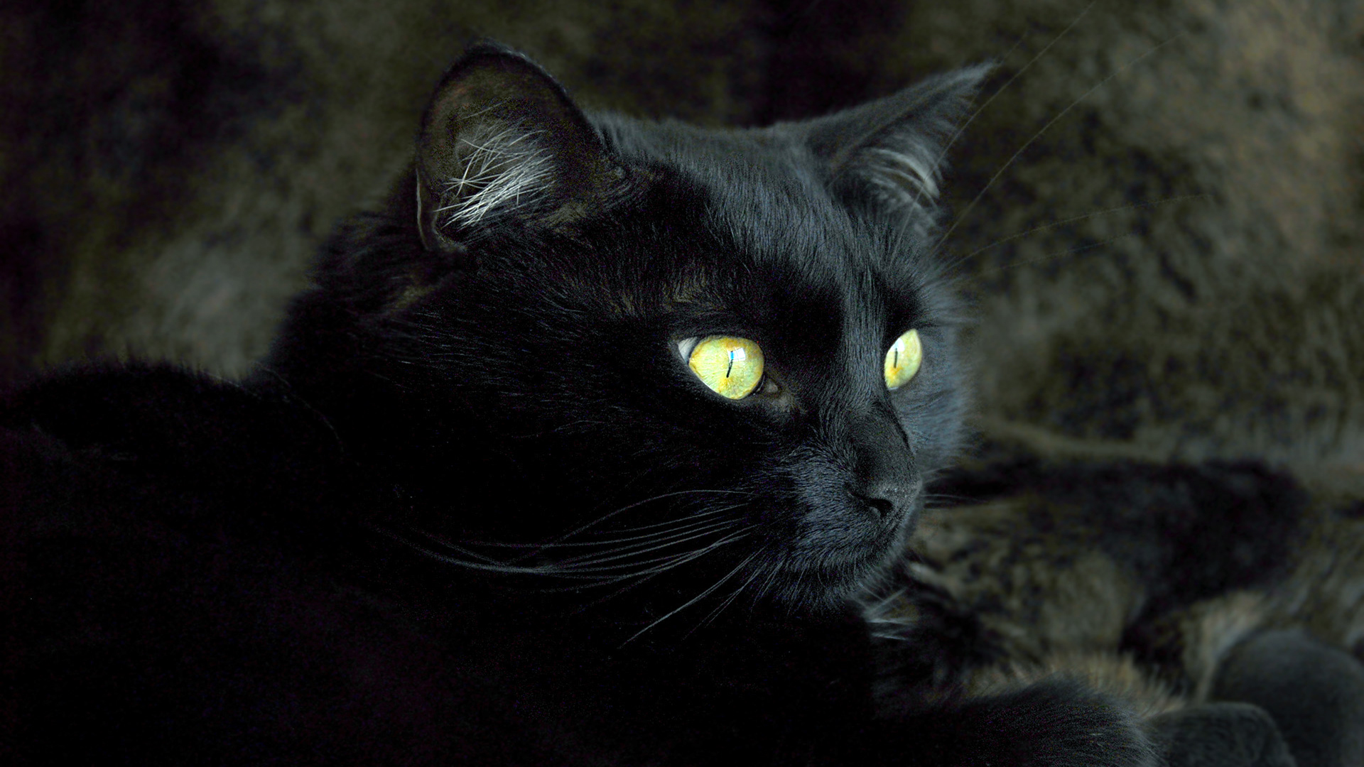 Pics Photos Black Cat Eyes Wallpaper