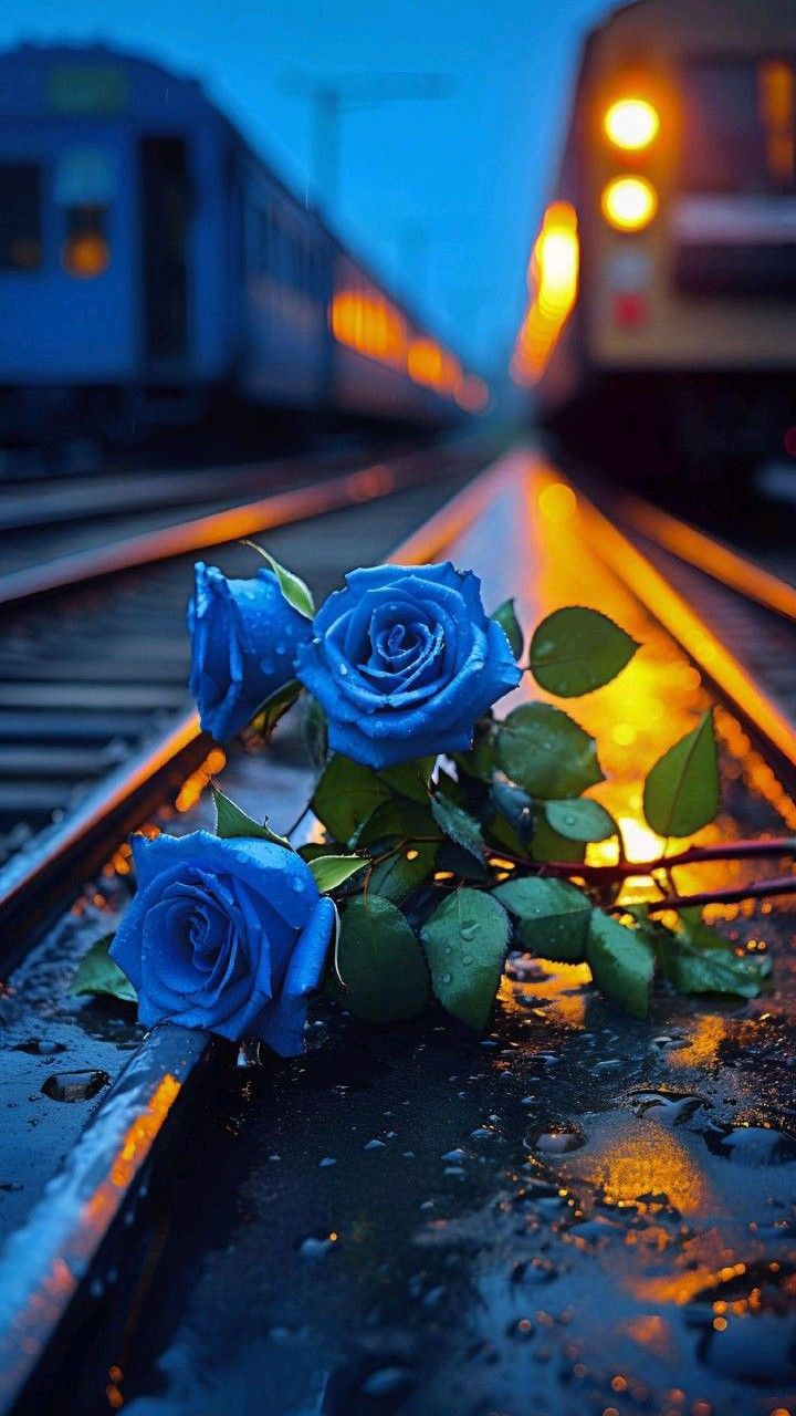 Rose Flower Wallpaper