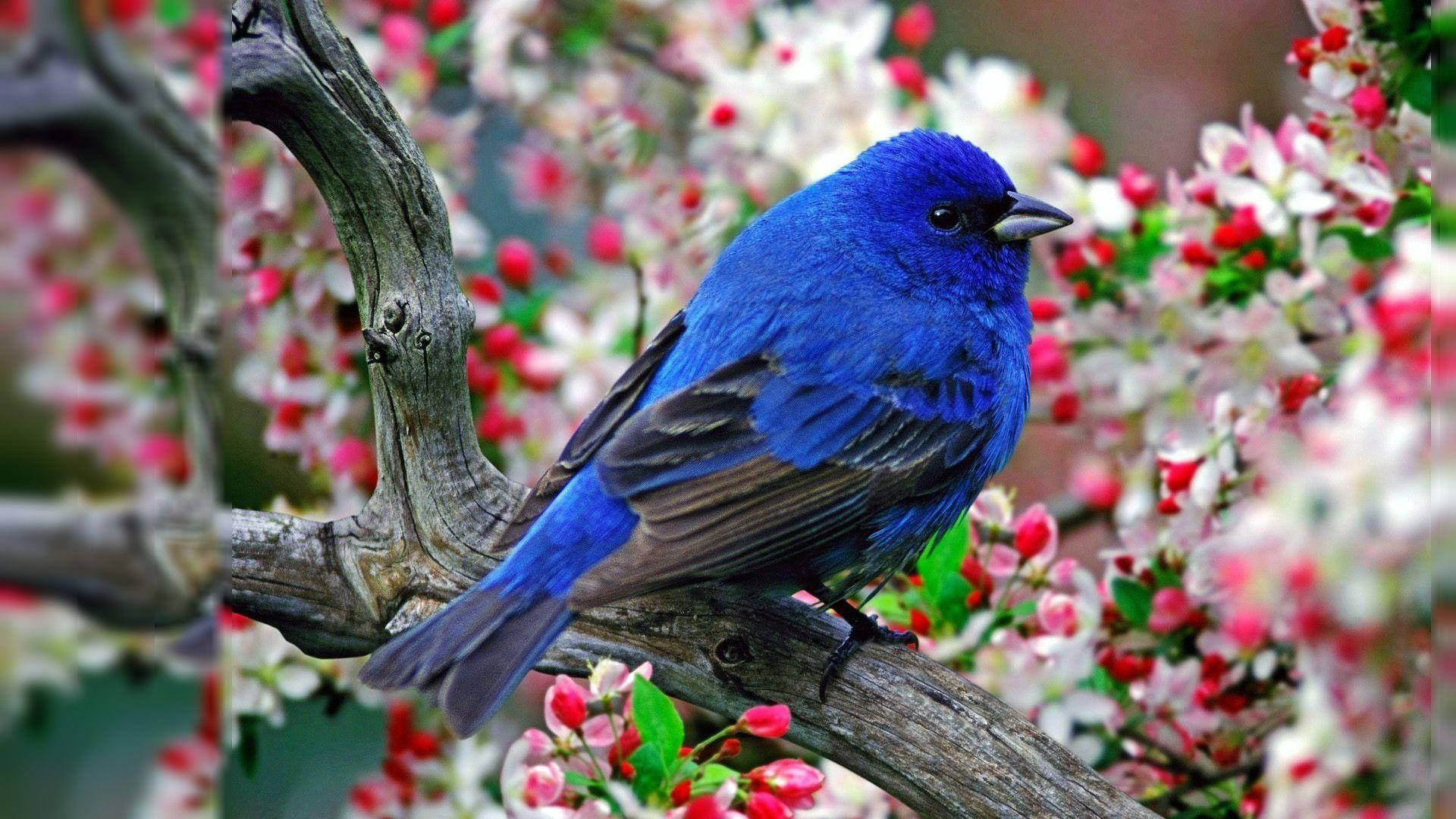 HD Birds Wallpaper