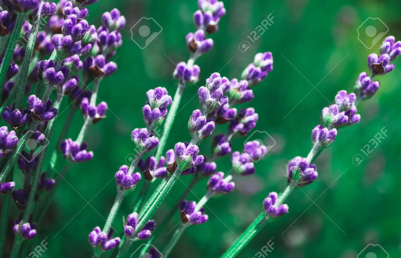 🔥 Free download Aroma Aromatherapy Background Beautiful Bloom Blooming